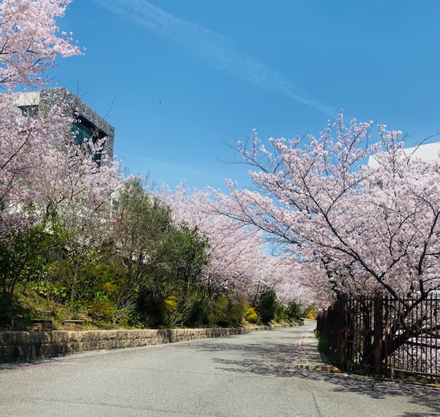 桜