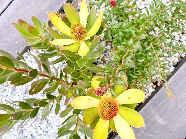 植物