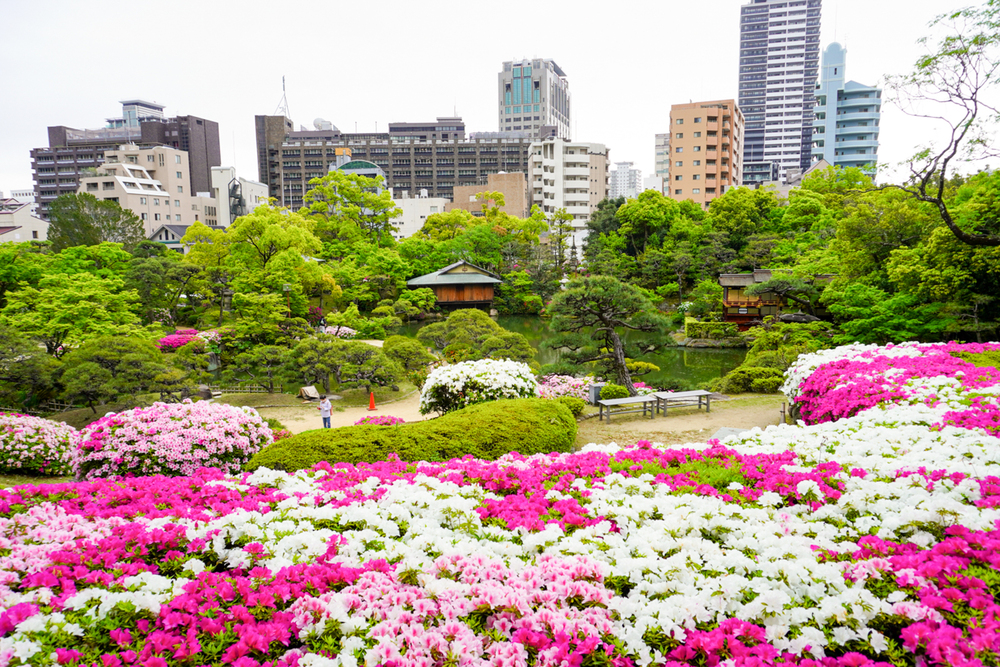 相楽園 つつじ